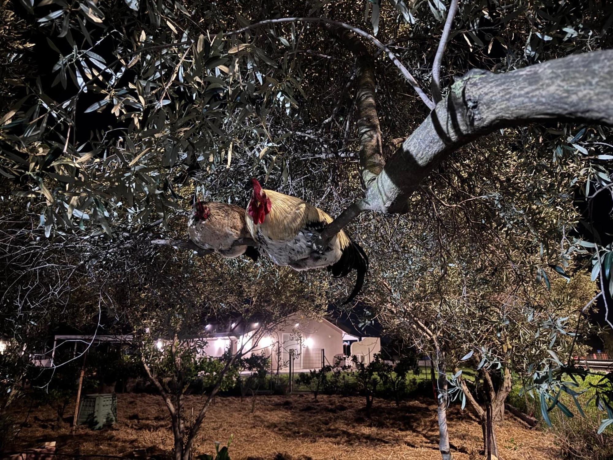 Le Potager Otel Quartu SantʼElena Dış mekan fotoğraf